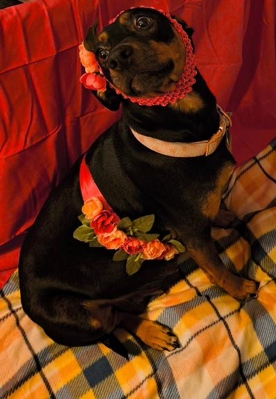 Kamali, a medium sized mixed breed dog, sits in her home birthing suite before she went into labor. Kamali is mostly black with brown around her eyes and on her face, chest and feet. She's wearing a flower belt around her belly and her face while looking up and to the left of the camera.