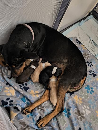 Kamali the medium sized mixed breed dog nurses her five puppies. Kamali is mostly black with brown on her face and legs. There are five puppies, four of which are visible. Two are black and two are tan. They're all laying on a fleece blanket with multi-colored paws on it.