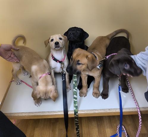 Kamali's puppies several weeks after their birth. They're standing on a wooden platform in front of a yellow wall. From left, a tan puppy stands up and looks at his feet, a tan puppy sits down and looks at the camera, a black puppy sits and looks to the side of the camera, a tan puppy with black around her muzzle stands and looks to the side, and a chocolate puppy stands and looks at a person who's scratching his chin.