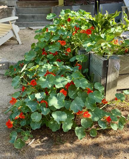 Generous mound of round green leaves and deep orange nasturtium flowers climbing over a rough garden corner. The surrounding area includes pale dusty ground, hewn wooden retaining wall edge, stone steps.