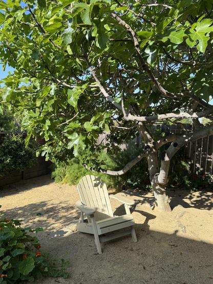 Off-white Adirondack type chair in front of & beneath a large leafy fig tree, illuminated by morning sunlight. Blue sky peeks through the leaves.