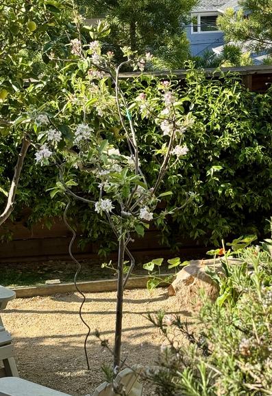 Skinny apple tree in image center covered with pink & white flowers and pale green new leaves. There is foliage from other trees around and behind. The garden dirt is a pale tan color.