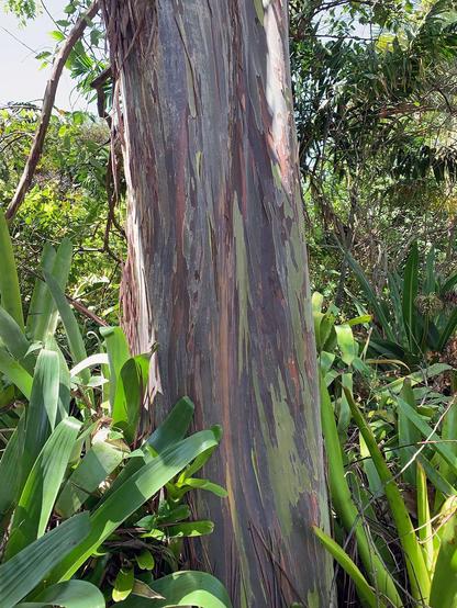 Colorful peeling bark on a rainbow eucalytpus tree trunk.