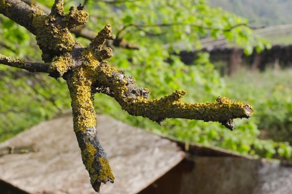 A close-up photo of a gnarled tree branch covered in yellow lichen. The branch juts out horizontally and splits into several stubby offshoots, resembling outstretched fingers or a clawed hand. The lichen gives it a rough, textured surface that contrasts with the smoother, darker bark beneath. The background is softly blurred, filled with fresh green foliage and a hint of a stone wall, suggesting a spring or early summer setting. Sunlight illuminates the branch, casting gentle shadows and highlighting the vivid yellow tones. The overall mood is organic and slightly eerie, evoking a natural form frozen mid-motion.