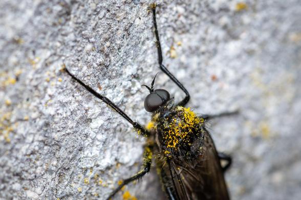 Close up shot of a dance fly