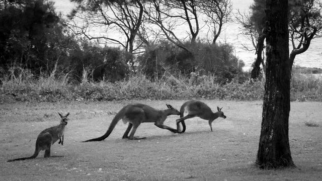 Three kangaroos.