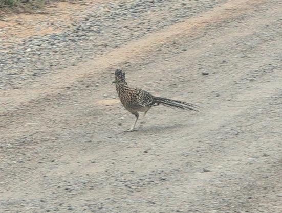 A roadrunner bird running across the road looking for the coyote