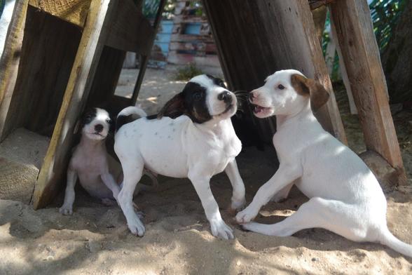 Close-up shot of three puppies playing in the sand under two shipping palettes laid against each other to form a triangular space. All three pups are white with spots; the two on the left have black spots on their ears, the third one has brown spots on their ears. One is sitting down and leaning on the interior side of a shipping palette on the left, the other two just outside of the space under the palettes and engaged with each other