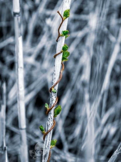 a macro photo by rayne. the photo is mostly in black and white except for a small brown vine climbing up a branch with tiny green leaf buds on all sides.