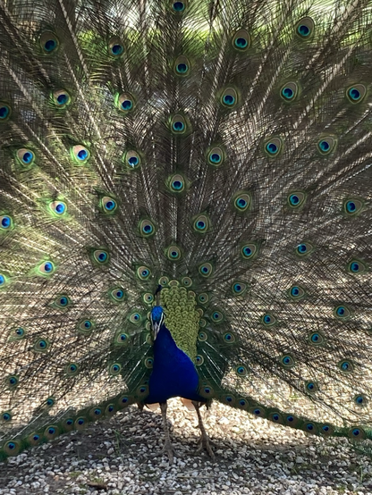 Peacock with widespread tail. It felt like a shelter. It stopped the wind.