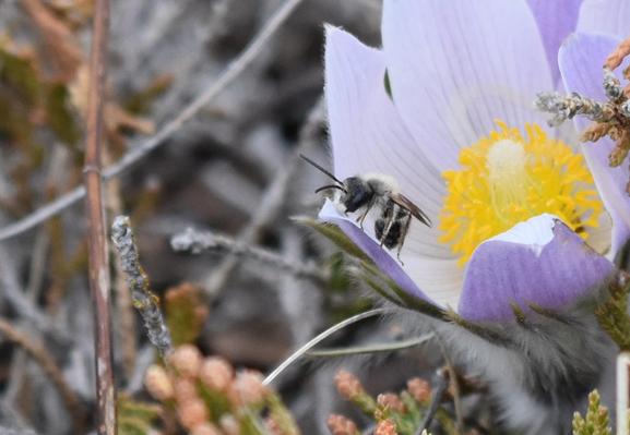 Photo shows a crocus flower filling the right of the photo. It has light lavender petals, with a cluster of bright yellow stamen around a pale yellow stigma.  In the left most petal sits a snall, mostly black bee, sideways. It has vague whitish abdominal stripes, and some light fuzziness around the thorax.

The rest of the picture is mostly out of focus, but one can distinguish low growing juniper, among others.