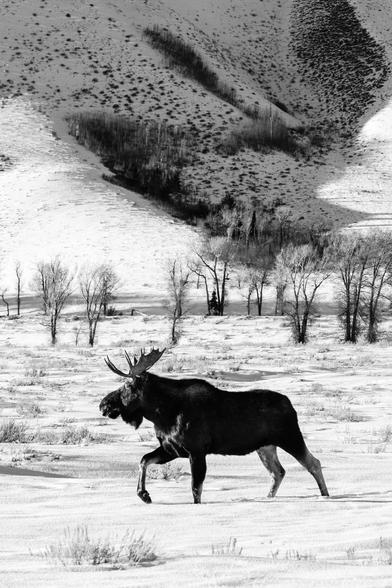 A bull moose walking in the snow along the Gros Ventre Road, with Blacktail Butte in the background.