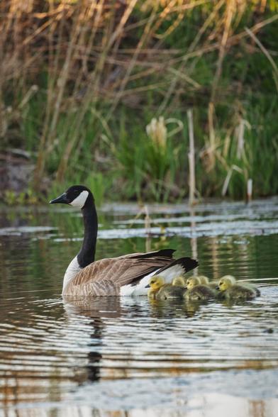 A Canada goose glides across a calm pond with five small, fluffy yellow goslings closely following behind. The background is filled with tall grasses and reeds, softly lit by evening sunligh