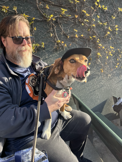A beagle with her tongue out wearing a baseball cap sitting on the lap of a white man with a beard