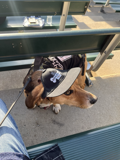A beagle wearing a baseball cap with a bone logo. The hat reads Tito’s dog day