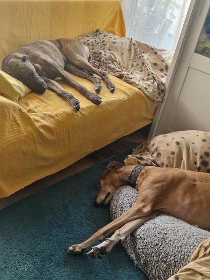 Kiwi Molossermix auf dem Sofa, Atze auf Hundekissen zu ihren Füßen