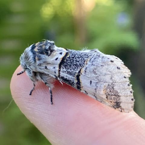 A side on shot of 2.5cm chunky moth on a finger.  Its wings are held close together either side of a fat abdomen. It has a fluffy head with a patch of blue, gold and black on top.  The wings are largely light grey with a thick speckled grey-black band that runs across the centre of the wings. Side on the band looks vertical. It is edged in black and flashes of gold.  Its back wing edge slopes in a wedge shape. There is a darker patch near the back of the wing and a few black dots scattered around.