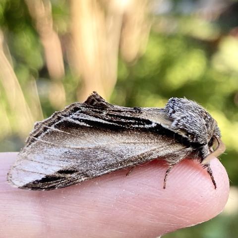A side on shot of a 3cm chunky moth on finger.  It has a mid-grey furry rounded head.  It holds its wings to its body either side of a fat abdomen. Looking side on, the top part of the wing is black with white flashes that extend from the back wing edge. The mid part starts mid brown and the fades to pale as it gets nearer the bottom. There is a dark black patch near the bottom right wing corner.  Its back wing edge slopes down so that the whole moth forms a wedge-shape.
