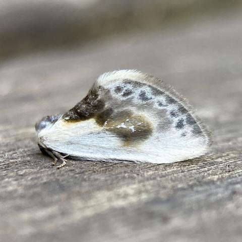 A tiny 0.5cm moth on a wooden table top.  It resembles a small dollop of bird dropping. It is a rounded triangular shape, like a speech mark or comma, or, to my mind, like a short boot.  So it is narrow at the left, rising sharply over the top to a big rounded back wing edge and then flat across the bottom. It is largely white, but with a dark blob halfway up the rising edge. The back wing edge is more blue-grey with darker grey arches. Its name comes from a white flash in the centre of the blob which resembles a character from the chinese alphabet