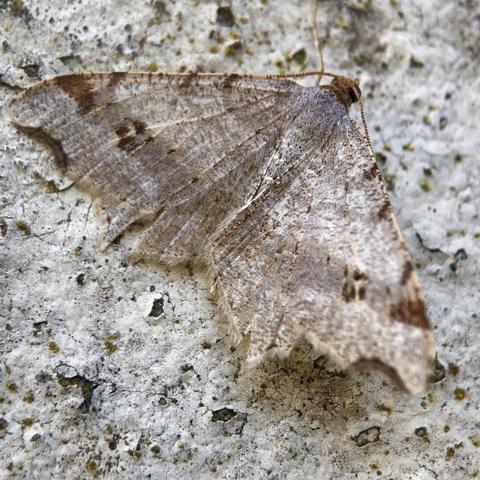 A triangular moth laying flat against a mottled painted wall.  It looks delicate.  It is heavily camouflaged against the wall. It is equilateral triangle shape with a thin head and abdomen down the centre of wings which lie flat.  The bottom wing edge is heavily scalloped. It is a dirty white colour with a faint brown band running across the middle and flecks of brown in places and two brown arches in the two bottom wing corners.