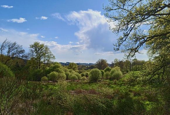 Landscape of vividly green freshly sprouted leaves, glowing as the evening sun shines through them. On the larger oak tree to the right, the buds are just opening and the leaves appear as green dust on the bare dark branches. A pale blue sky with hazy clouds stretches above.
