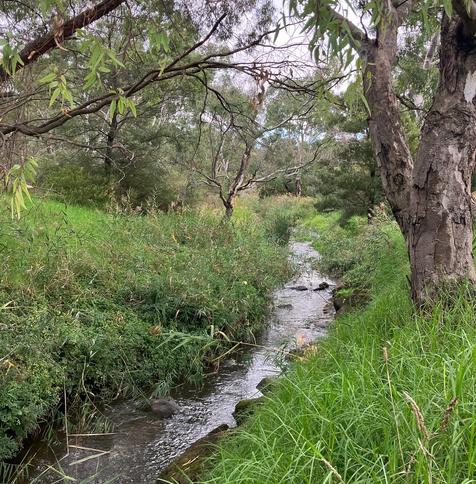 a small stream with rocky edges surrounded by grass and gum trees