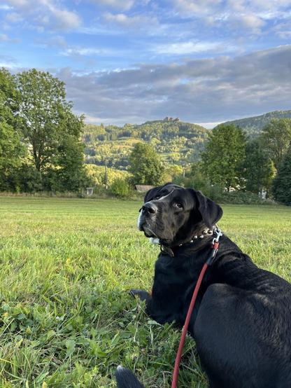 Hello my Austrian friends and neighbors. I'm from Czechia and I'm planning a trip to Austria with my dog, Loki.