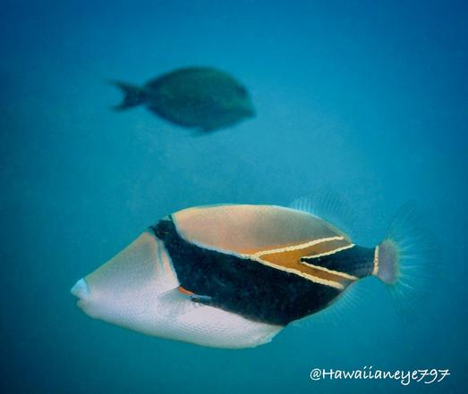 An oblong fish, white below and golden above, with a black mask wrapping around its body. It has arrowhead-shaped wedge markings on its tail.