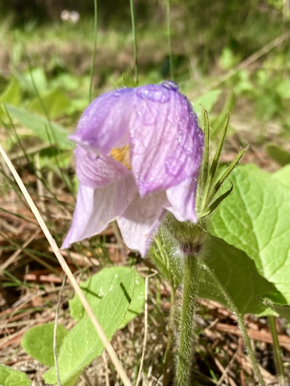 Pink and white pasque flower amidst a bed of pine needles and green leaves. Drops of rain from an earlier rain are visible on the petals.