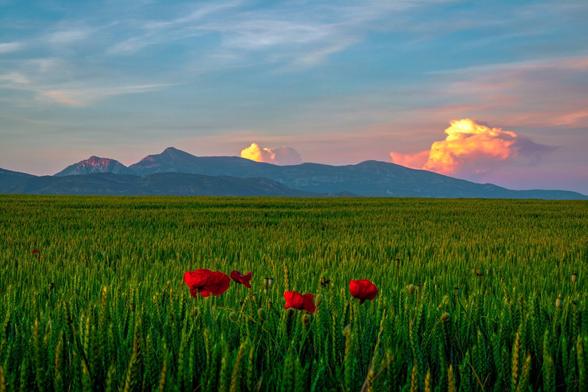 A green wheat field with three poppies can be seen in the foreground. In the background, some mountains at sunset.