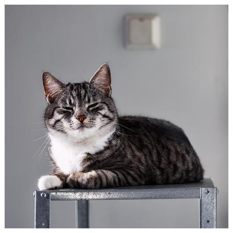 Katten Sonja ligger på en hylla av aluminium och kisar mot kameran. Bakgrunden är en vit vägg med en kontakt.