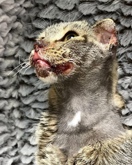 The image shows a tabby cat with visible injuries, including wounds and missing fur around its face and neck. The cat is in distress and still receiving medical attention. Kindly give through the link provided to help cover the mounting medical bills today and ensure a quick recovery.