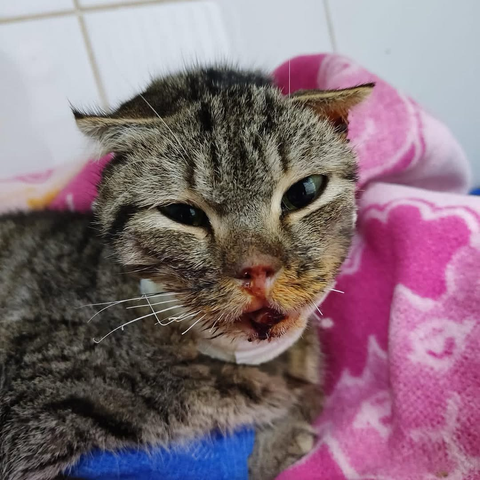 Our sick tabby cat
