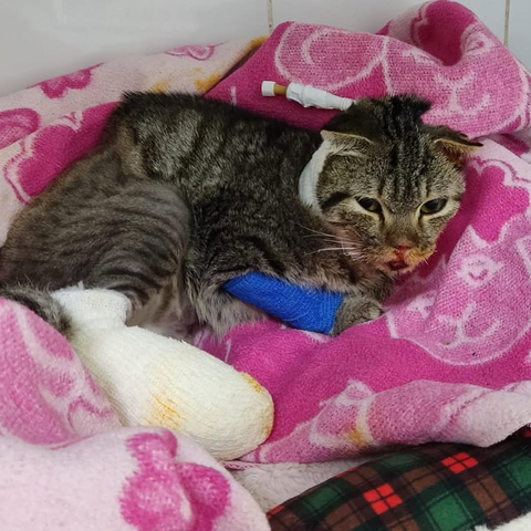 the image shows a tabby cat lying on a pink blanket, appearing to be recovering from an injury or surgery. The cat has bandages on its front and back legs, and there's a white tube or bandage near its head. The cat looks tired and is lying still, suggesting it is in a recovery phase.