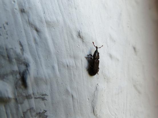 Ein schwarz-brauner länglicher Rüsselkäfer krabbelt eine raue Wand hinauf. Der vordere Teil des Körpers ist wie Leder gemustert, die Flügelseite gestreift eingekerbt. Am Kopf ragt die riesige Nase nach vorn wie für Rüsselkäfer üblich.