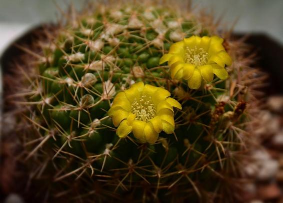 Looking not quite directly from the top at a small cactus- semi-globular to barrel shaped, a few fingers across the top. It has many narrow ribs each with many 'chins', each capped with an aereole with a small bit of wool and a handful of golden to darker spines, some erect, some flatter against the body. In the front centre and to the right are two small bright golden yellow flowers held just a little above the plant. Each flower has many closely spaced petals, rising in a small tube then recurving, outward.The centre holds many tiny pale pollen bearing stamens curving inward toward the stigma.