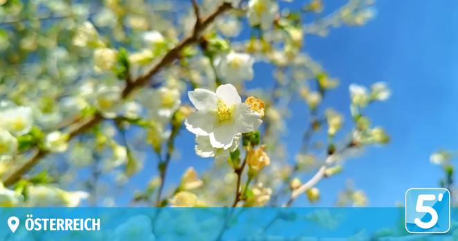 In Österreich werden bis zu 28 Grad erwartet – 5 Minuten