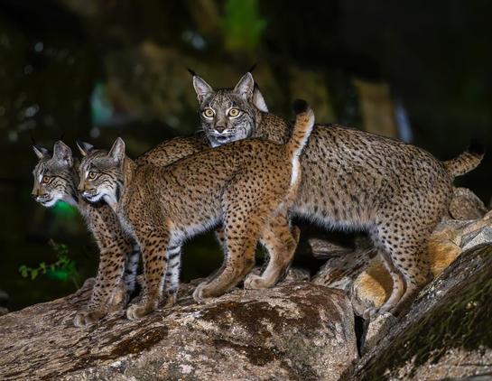 night photo of Family of Iberian Bobcats (mom and 2 babies)