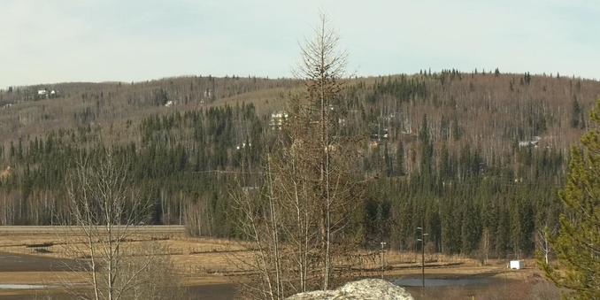 Climate scientists expect Fairbanks to ‘green-up’ in just over a week
