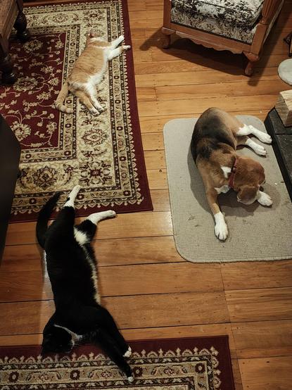 Two cats and a beagle stretched out in front of the fire. There are richly patterned mats in a wooden floor.