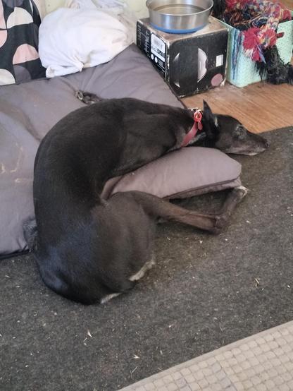 A black greyhound with her head and rear on the floor with some of her body using the corner of the bed.