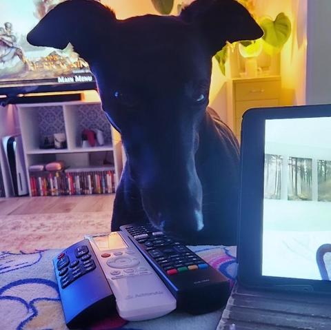 Poppy, a black greyhound. She's standing near the sofa and staring hard at the ice-cream bowl just out of shot. Her ears are sticking out either side of her head.