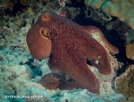 An octopus moves out of its protective crevice. It is momentarily colored a neutral reddish brown.