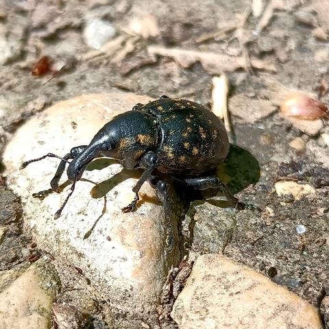 auf einem hellen, fast weißen, oben abgerundeten kieselstein der im boden steckt sitzt ein rüsselkäfer im sonnenlicht. er ist von gedrungener gestalt, ziemlich rund und schwarz. auf den deckflügeln und seitlich am halsschild sind bernsteinfarbene haar-schuppige flecken. der wie gesagt runde körper geht in einem großen schwung in den enormen rüssel über, der dann an der spitze noch einmal etwas dicker wird. nicht ganz, aber fast ganz vorne gehen vom rüssel seitlich die fühler ab, die etwa so lang wie kopf mit rüssel sind und auf halber länge in einem gelenk abgewinkelt, gekniet, wie es heißt.