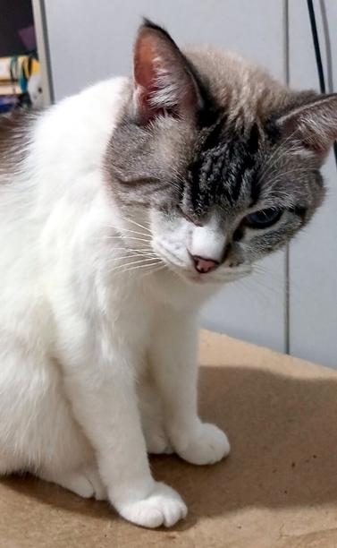 A one-eyed lynx-point Siamese sitting upon a cardboard box with an expression of resignation on her face.  It's as if she's saying, "Really?"