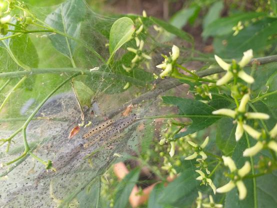 Des petites chenilles entassées dans une sorte de toile d'araignée compacte sur une branche de fusain