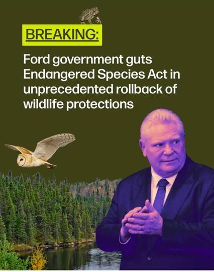 An image featuring a news alert about the Ford government gutting protections under the Endangered Species Act. It includes a portrait of Doug Ford, a barn owl in flight, a frog, and a forested landscape with water.