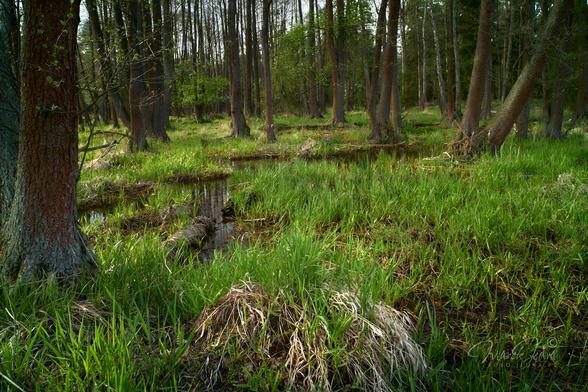 A swampy alder forest in the afternoon sun. The lower right corner is covered with intensely green spring grass. The upper left corner shows an alder forest. Between these two parts of the frame, a small forest, marshy stream flows. On the left side of the frame, near the edge of the photo, there is a large alder tree.
