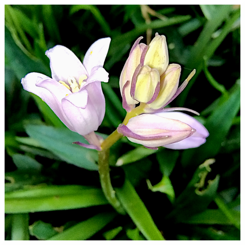 The image features a close-up view of a flowering plant with several flowers and buds. The flowers have a delicate, light purple hue with a subtle gradient, transitioning to a lighter shade towards the edges. The petals are broad and slightly ruffled, with a soft texture. The central part of the flower reveals yellow stamens, adding a contrasting color to the purple petals. The plant has a green stem with a few leaves, and the background is filled with green foliage, providing a natural setting. The buds are closed, with a similar color palette, indicating they are yet to bloom. The overall composition highlights the beauty and detail of the flowers, with a focus on the contrast between the purple petals and the green leaves.

Provided by @altbot, generated privately and locally using Ovis2-8B