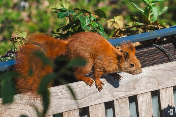 Ein rotes Eichhörnchen auf einer Holzbank.